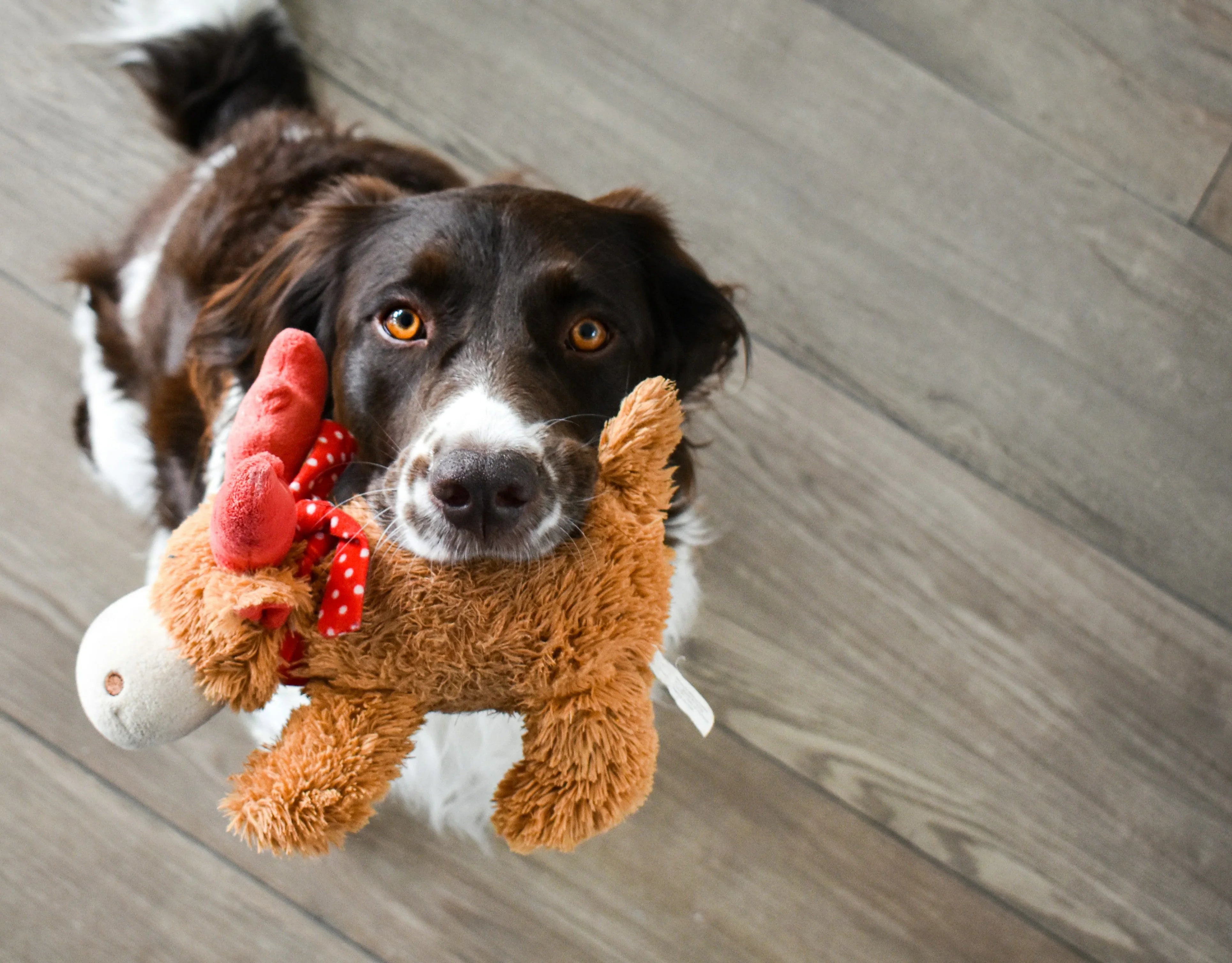 Spielzeug für Hunde