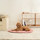 Hund auf rosa Haustierdecke im Wohnzimmer, modernes Design, gemütliche Einrichtung.