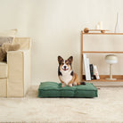 Corgi auf grünem orthopädischem Schaumstoffbett, tragbar, im Wohnzimmer, beige Sofa, Bücherregal.