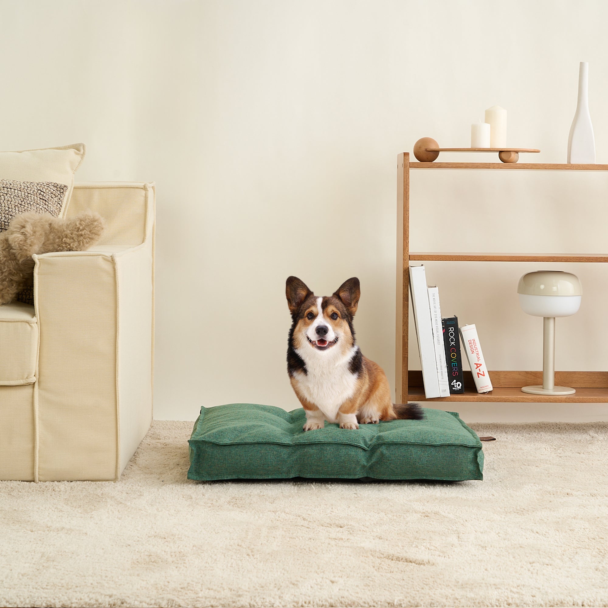 Corgi auf grünem orthopädischem Schaumstoffbett, tragbar, im Wohnzimmer, beige Sofa, Bücherregal.