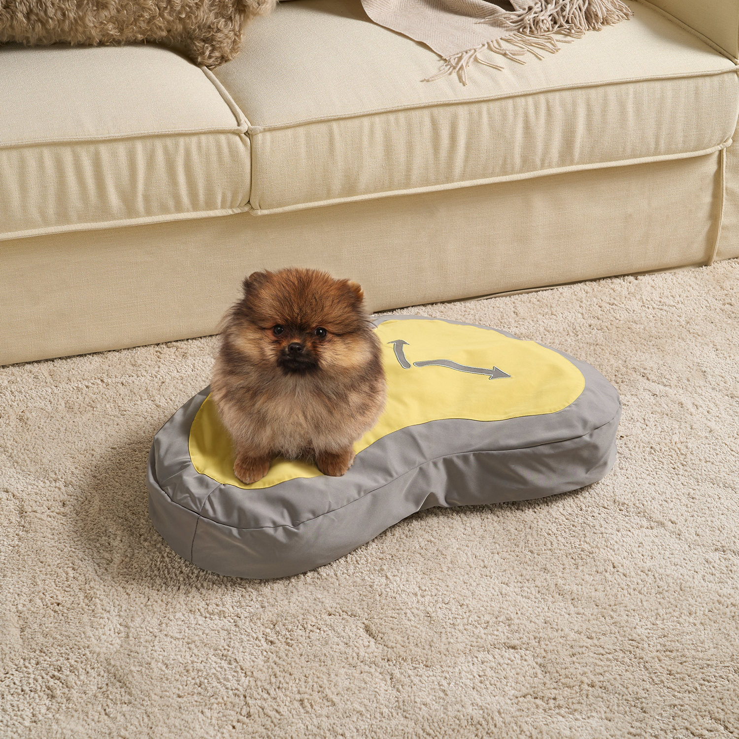 Kleiner Hund auf gelbem, grauem Haustierbett auf Teppich vor beigem Sofa.
