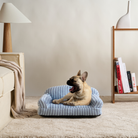 Französische Bulldogge auf blau-weiß gestreiftem Haustiersofa, gemütliches Wohnzimmer, Hundebett.