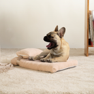Französische Bulldogge auf beigem Tatami-Hundebett, gemütlich, modernes Design, Wohnzimmer.