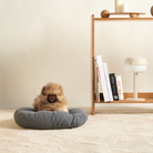 Kleiner Hund auf grauem Hundebett vor Holzregal mit Büchern und Lampe, gemütliches Wohnzimmer.