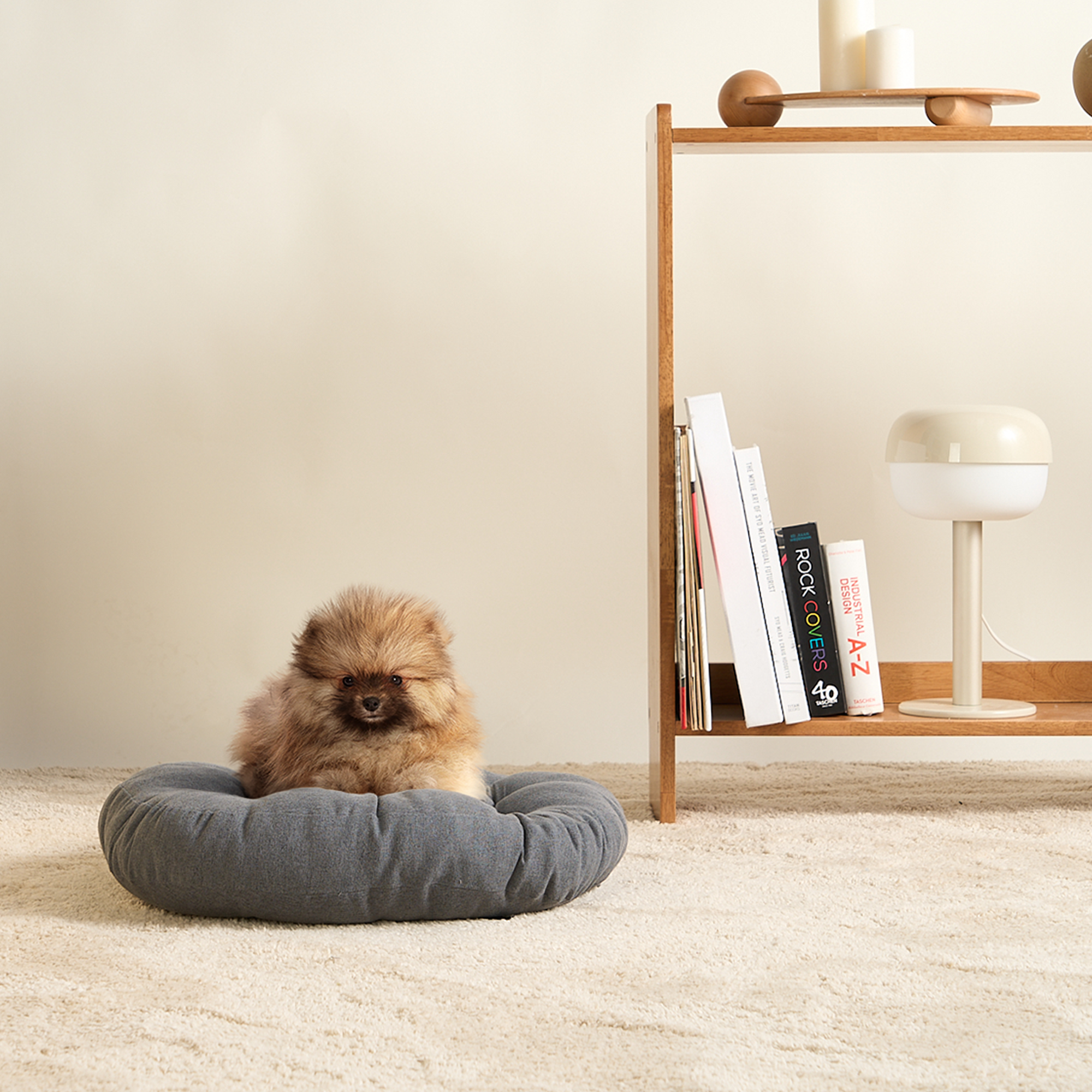 Kleiner Hund auf grauem Hundebett vor Holzregal mit Büchern und Lampe, gemütliches Wohnzimmer.