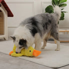 Hund spielt mit gelbem Plüsch-Entenspielzeug im Wohnzimmer. Perfektes Hundespielzeug, robust und ideal für interaktive Spiele.