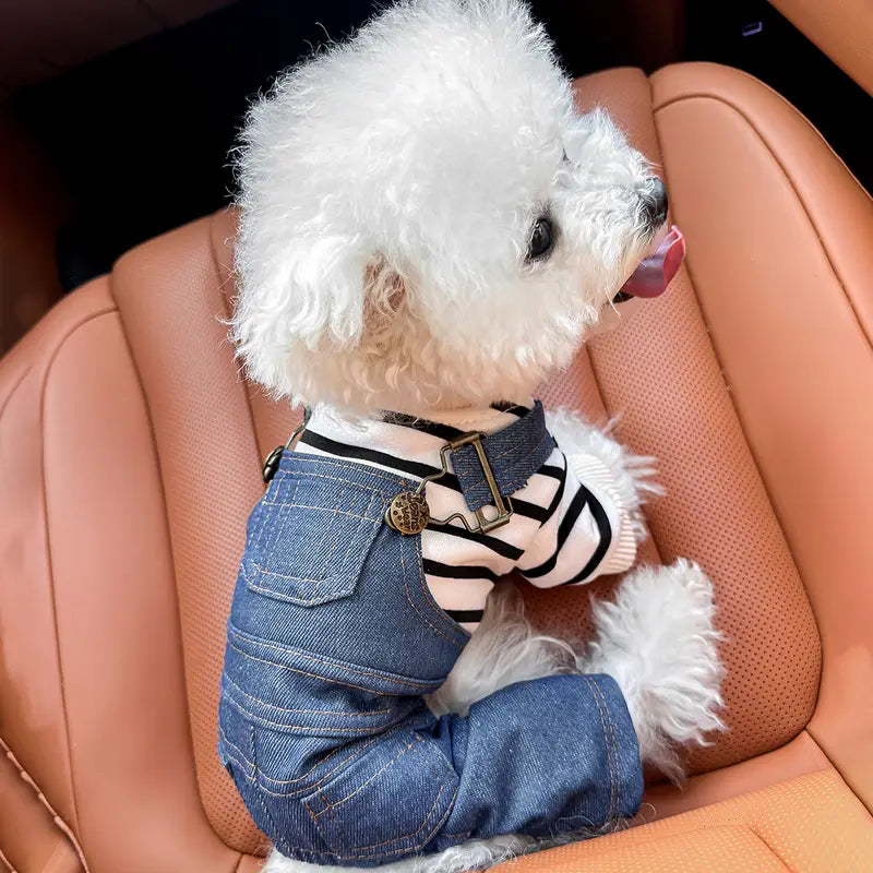 Niedlicher weißer Hund im Auto, trägt gestreiftes Shirt und Jeans-Latzhose. Perfektes Haustier-Outfit, modisch und stilvoll.