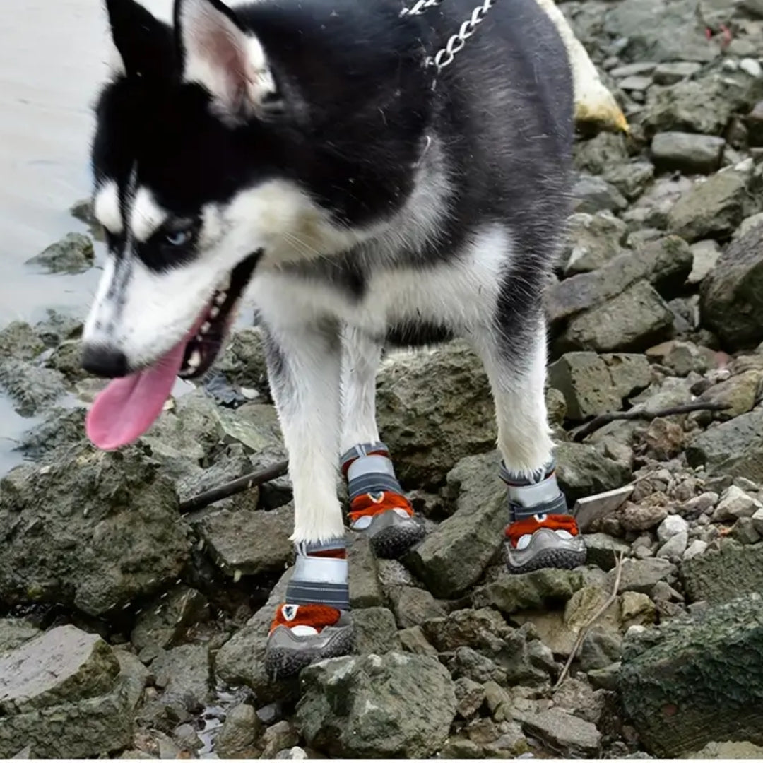 Sibirischer Husky am Flussufer mit Hundeschuhen, ideal für Outdoor-Abenteuer. Schützt Pfoten vor rauem Gelände. Perfekt für aktive Hunde.