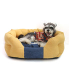 Hund in gelbem und blauem Hundebett, gemütlich, weich, Haustierbett, Schlafplatz für Hunde.