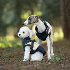 Zwei Hunde im Wald tragen stilvolle Hundemäntel. Perfekt für Outdoor-Aktivitäten, bieten sie Komfort und Schutz. Ideal für Herbstspaziergänge.
