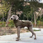 Weimaraner-Hund im Outdoor-Mantel auf Holzweg im Wald. Perfekt für Herbstspaziergänge. Hundemode, Outdoor-Bekleidung, Haustierbekleidung.