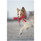 Hund mit rotem Kauspielzeug am Strand, Border Collie, Haustierbedarf, Outdoor-Spielzeug.