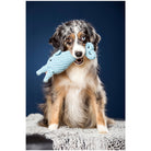 Hund mit blauem Plüschspielzeug, sitzend auf grauer Decke, vor blauem Hintergrund.
