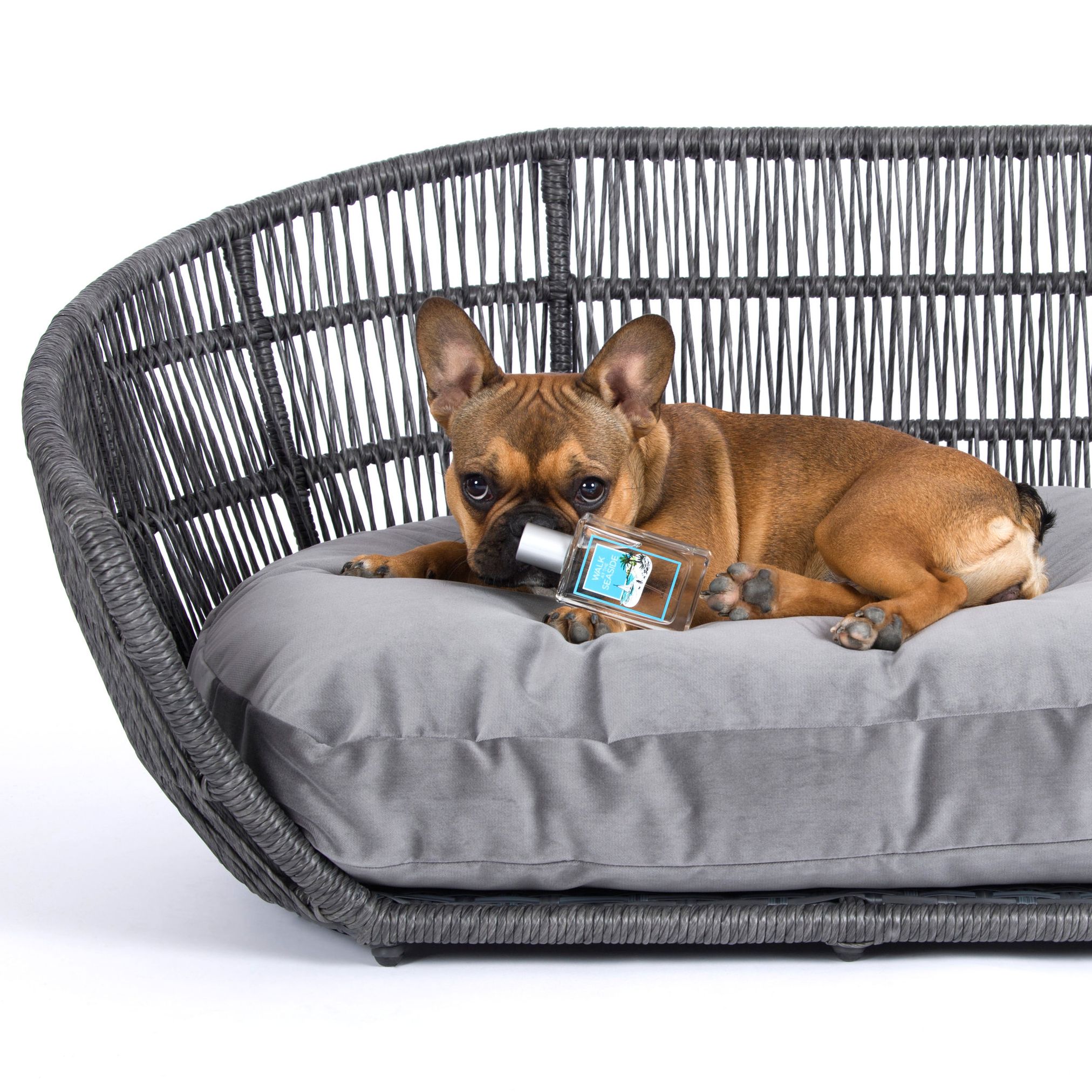 Französische Bulldogge auf grauem Hundebett aus Rattan mit Spielzeug, gemütlich und stilvoll.