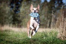Hund mit blauem Spielzeug im Maul läuft auf Wiese, sonniger Tag, Naturhintergrund.