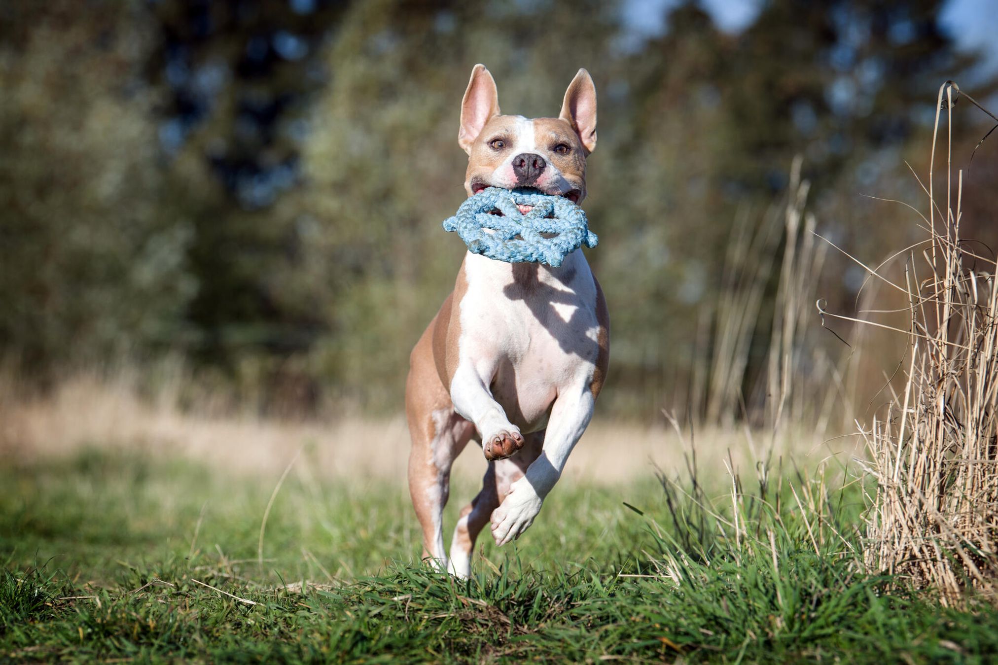 Hund mit blauem Spielzeug im Maul läuft auf Wiese, sonniger Tag, Naturhintergrund.
