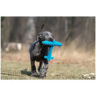 Grauer Welpe mit blauem Kauspielzeug im Freien, Hundespielzeug, robust, interaktiv.