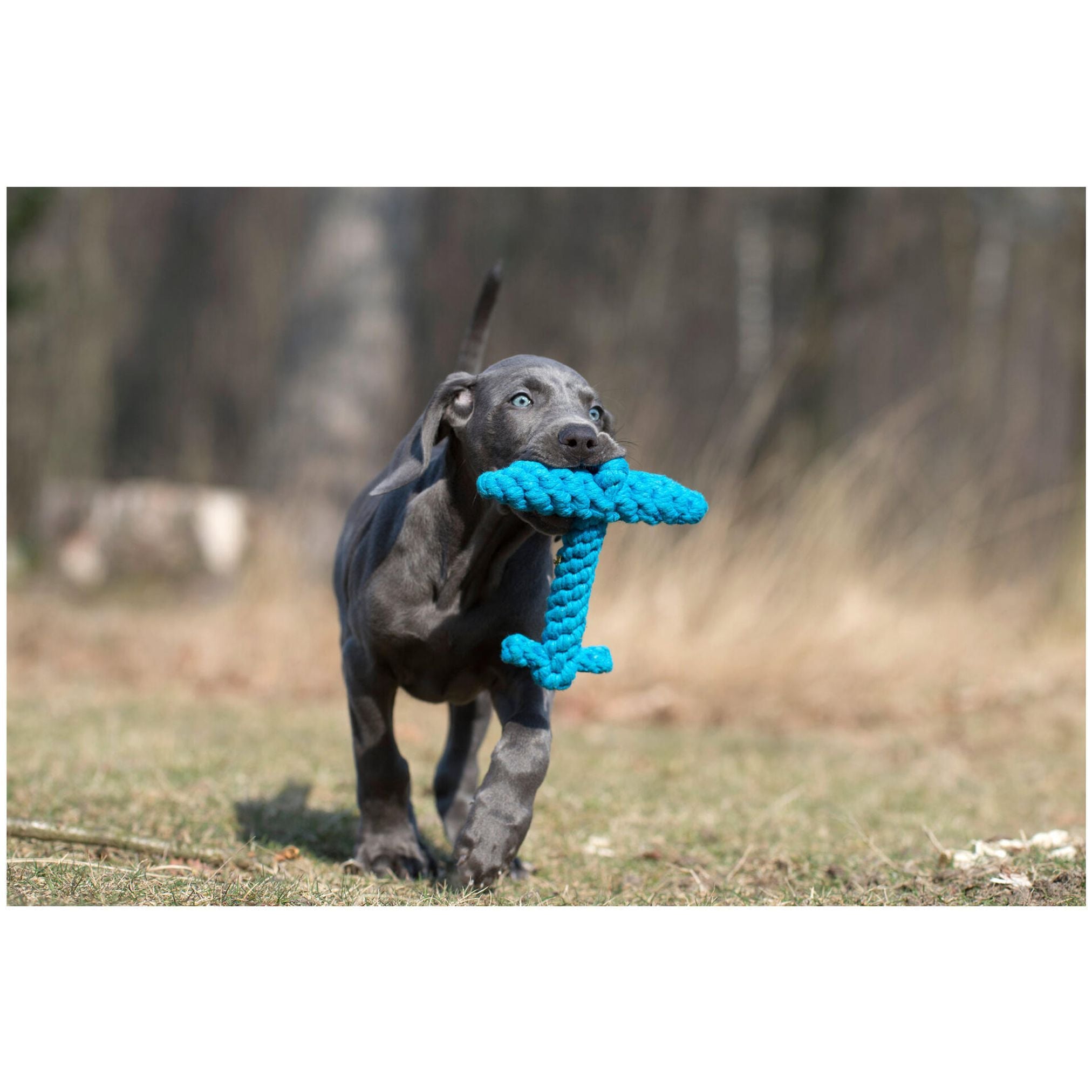 Grauer Welpe mit blauem Kauspielzeug im Freien, Hundespielzeug, robust, interaktiv.