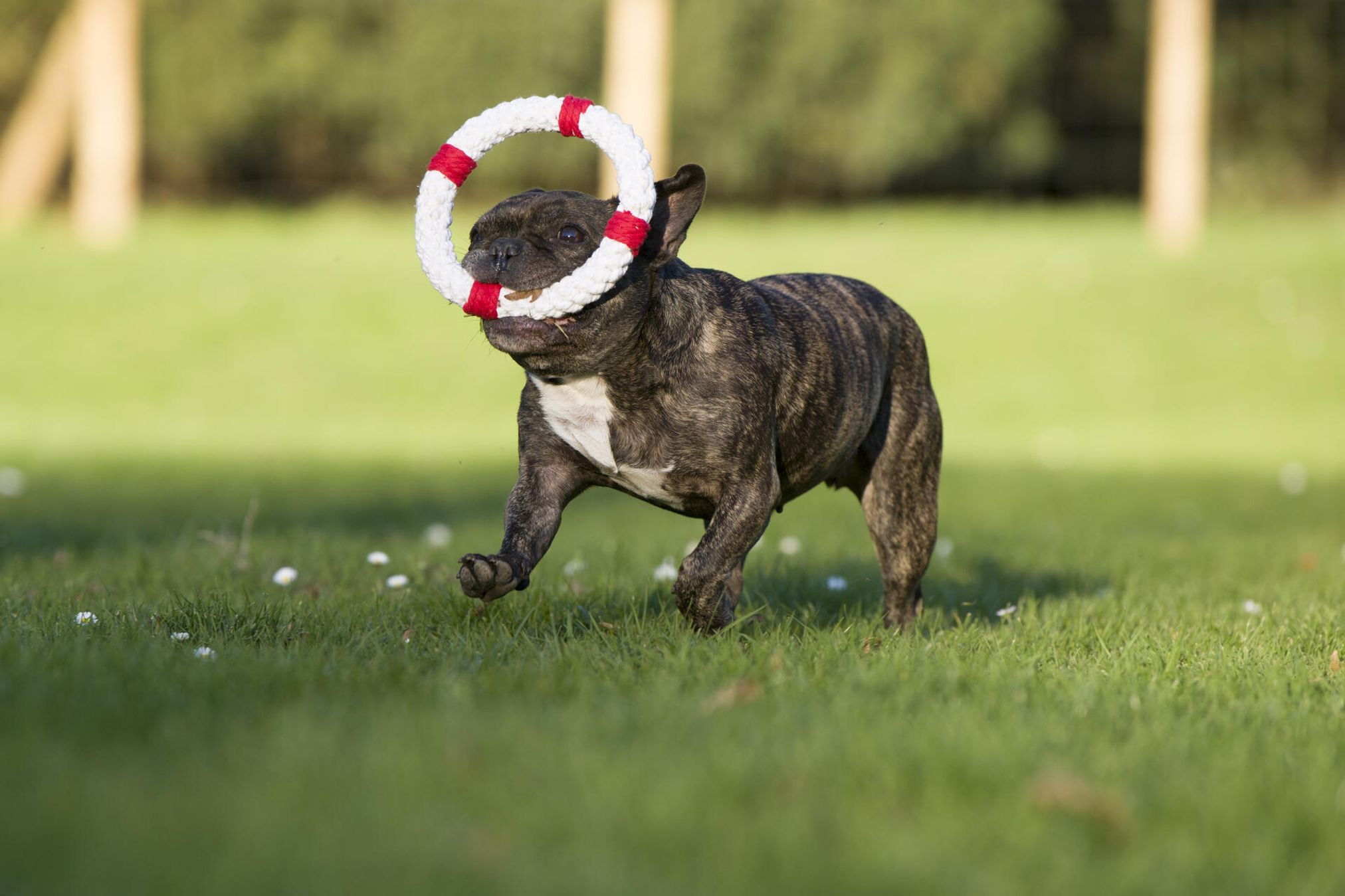 Französische Bulldogge spielt mit rot-weißem Seilspielzeug im Freien auf grünem Rasen.