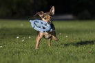 Kleiner Hund spielt mit blauem Kauspielzeug auf grünem Rasen im Freien.