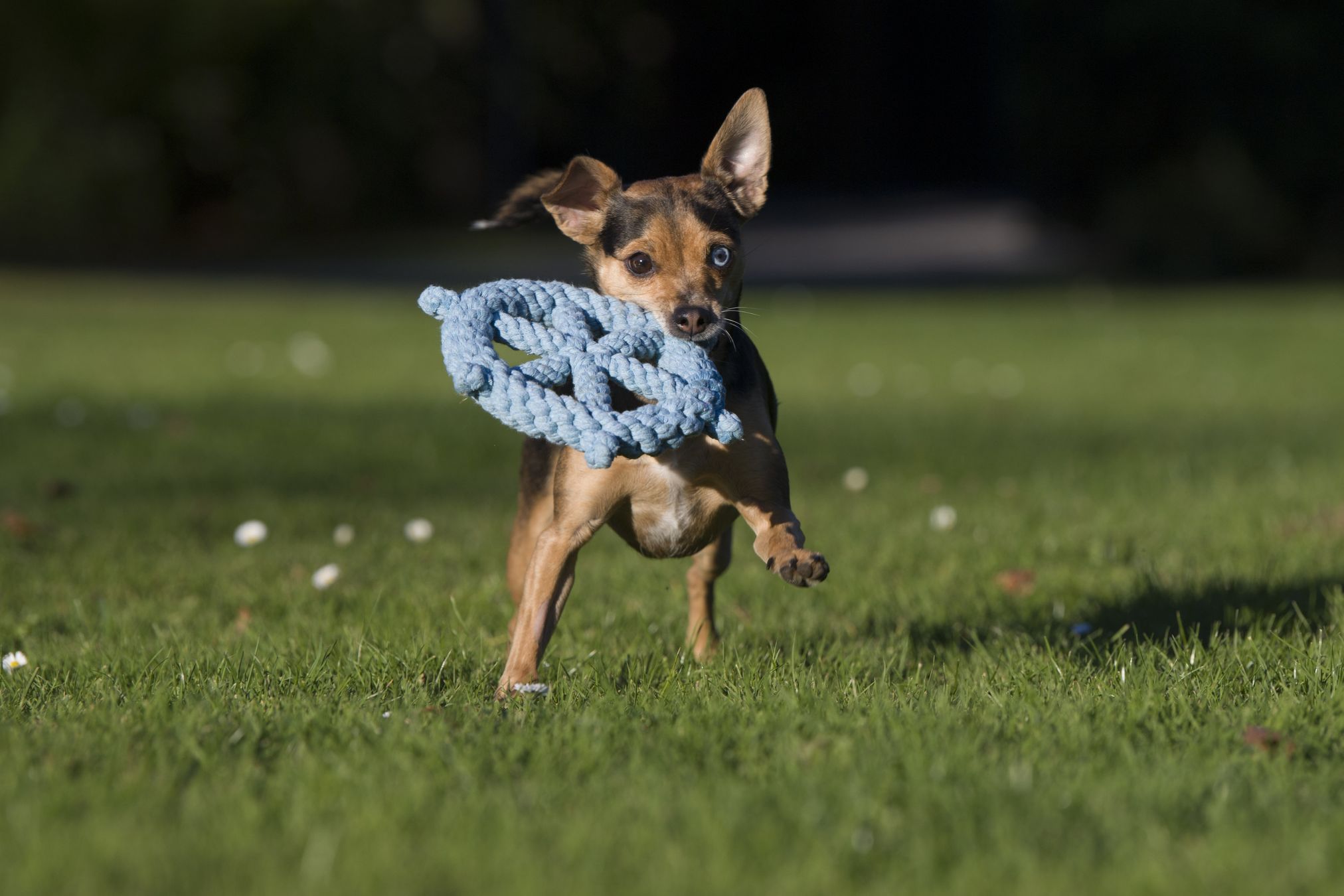 Kleiner Hund spielt mit blauem Kauspielzeug auf grünem Rasen im Freien.