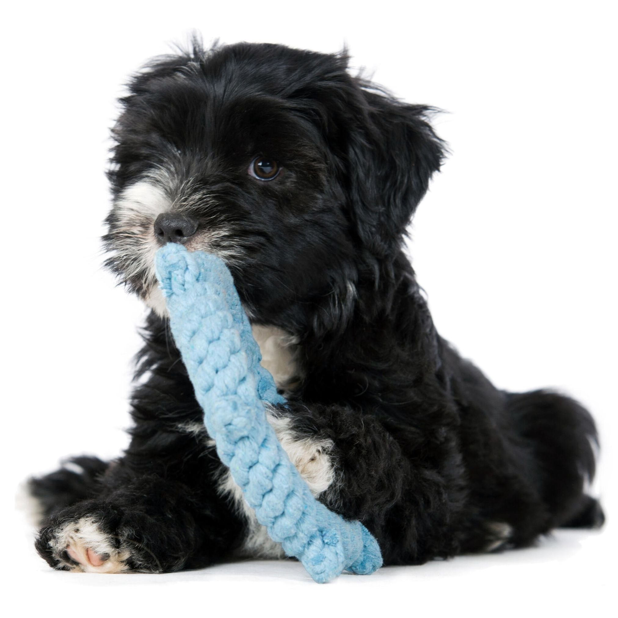 Schwarzer Hund mit blauem Kauspielzeug, robustes Hundespielzeug, interaktives Spielen.