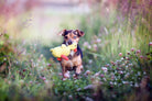 Kleiner Hund mit gelbem Spielzeug im Maul, läuft durch blühende Wiese im Sommer.