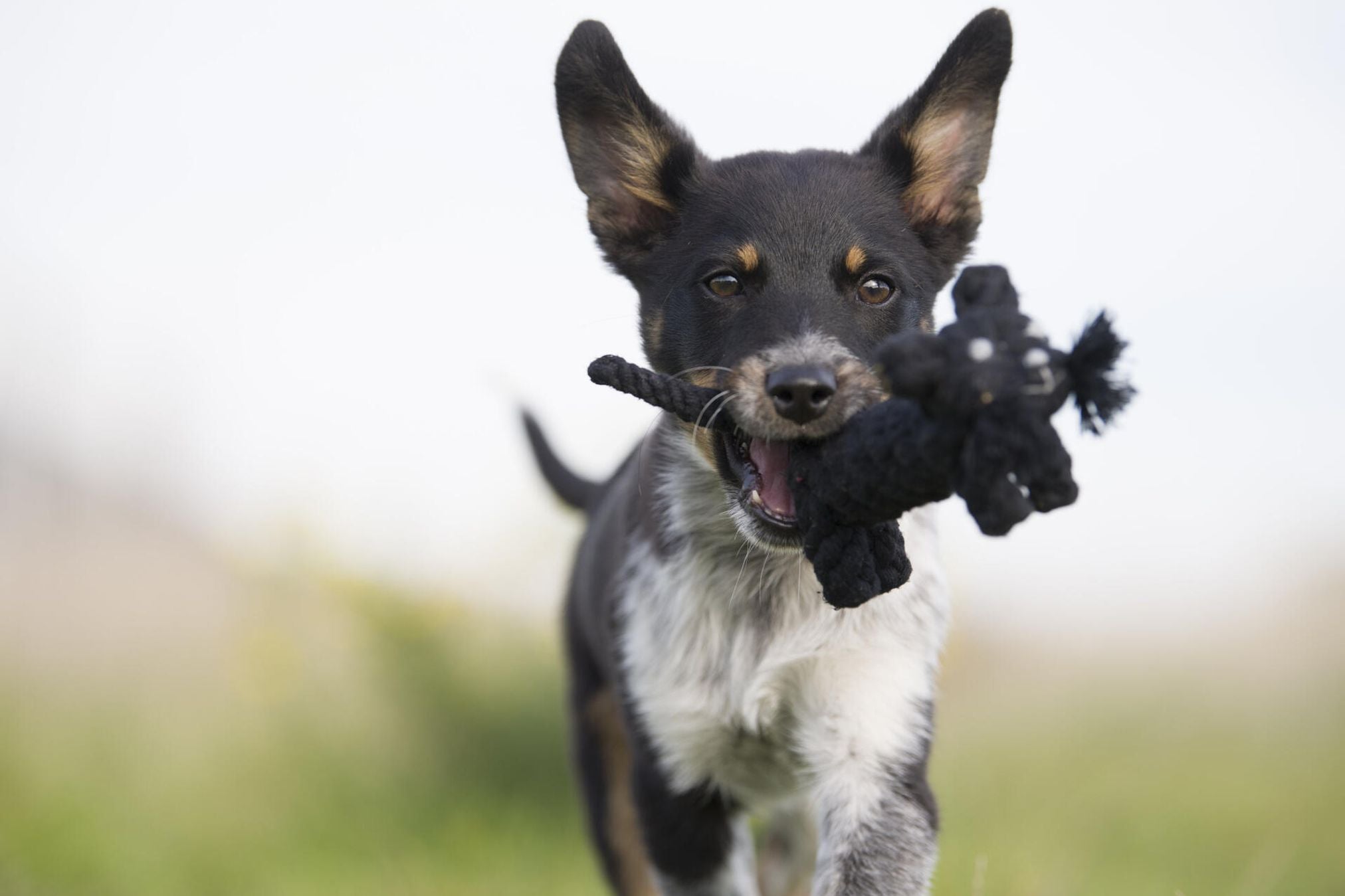 Hund mit Spielzeug im Maul, schwarz-weiß, auf Wiese, spielend, fröhlich, Haustier, Natur.