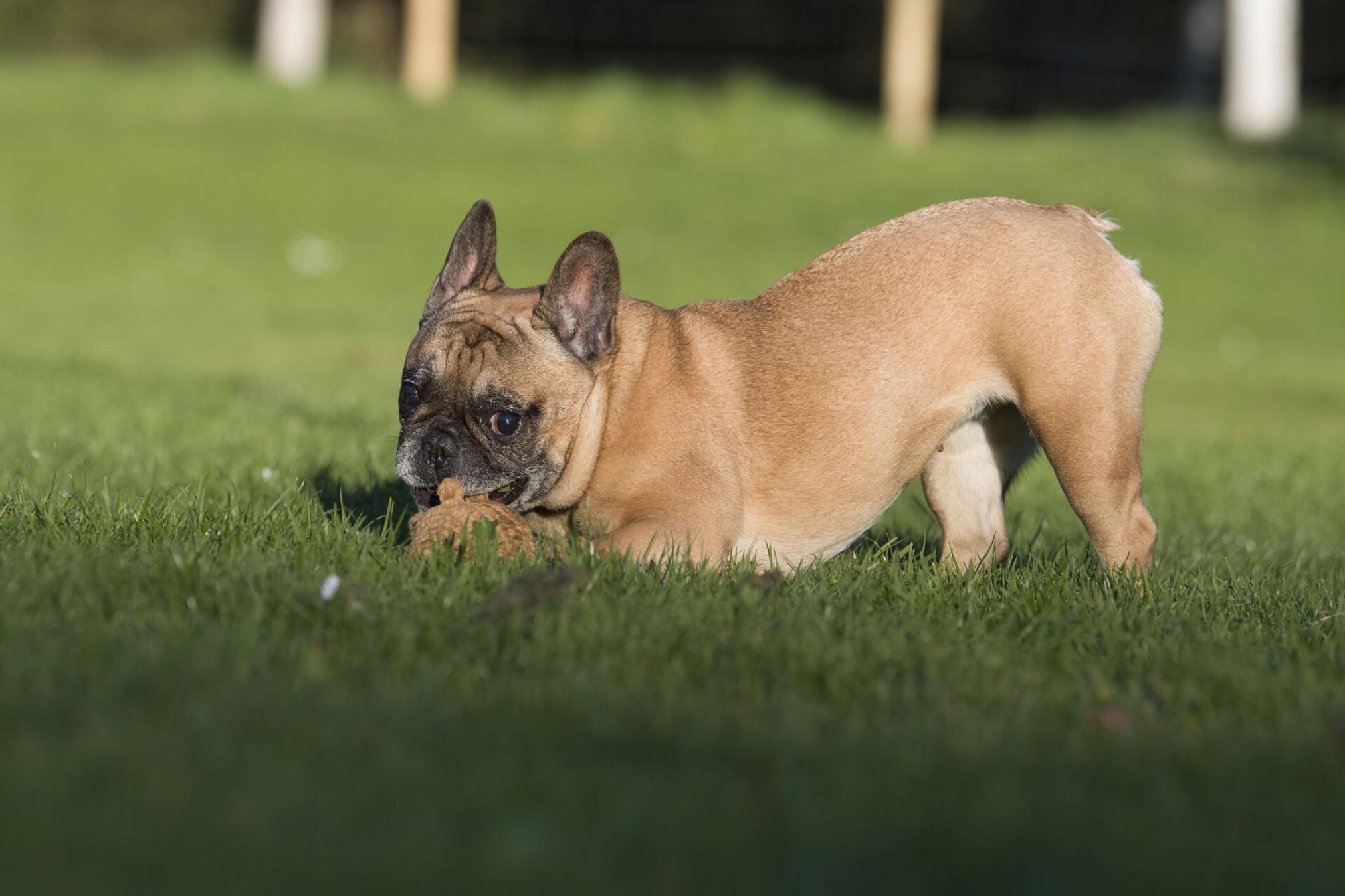 Französische Bulldogge spielt auf grünem Rasen, braunes Fell, sonniger Tag, Haustier im Freien.