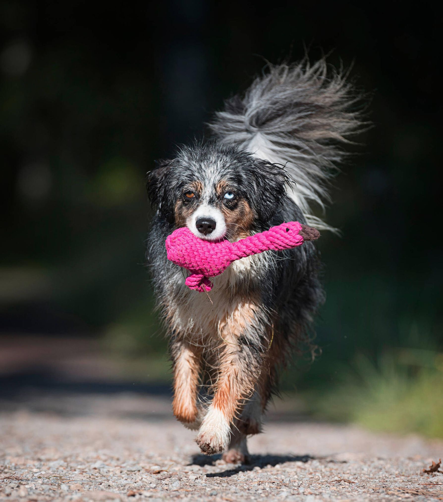 Hund mit rosa Plüschspielzeug im Maul, läuft auf einem Weg, Australian Shepherd, Outdoor.