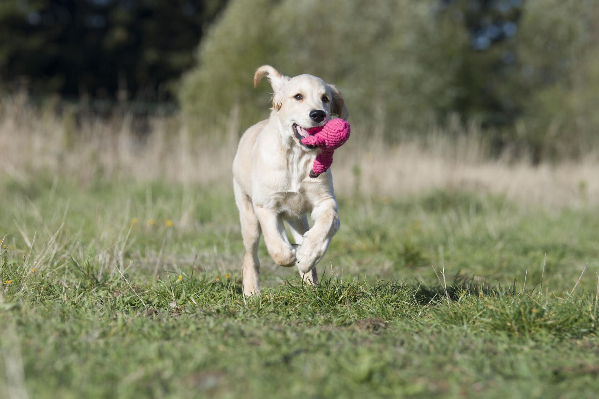 Golden Retriever mit rosa Spielzeug im Maul läuft auf Wiese, Hundespielzeug, Outdoor, Natur.