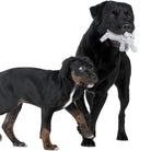 Zwei schwarze Hunde, einer mit Spielzeug im Maul, auf weißem Hintergrund.