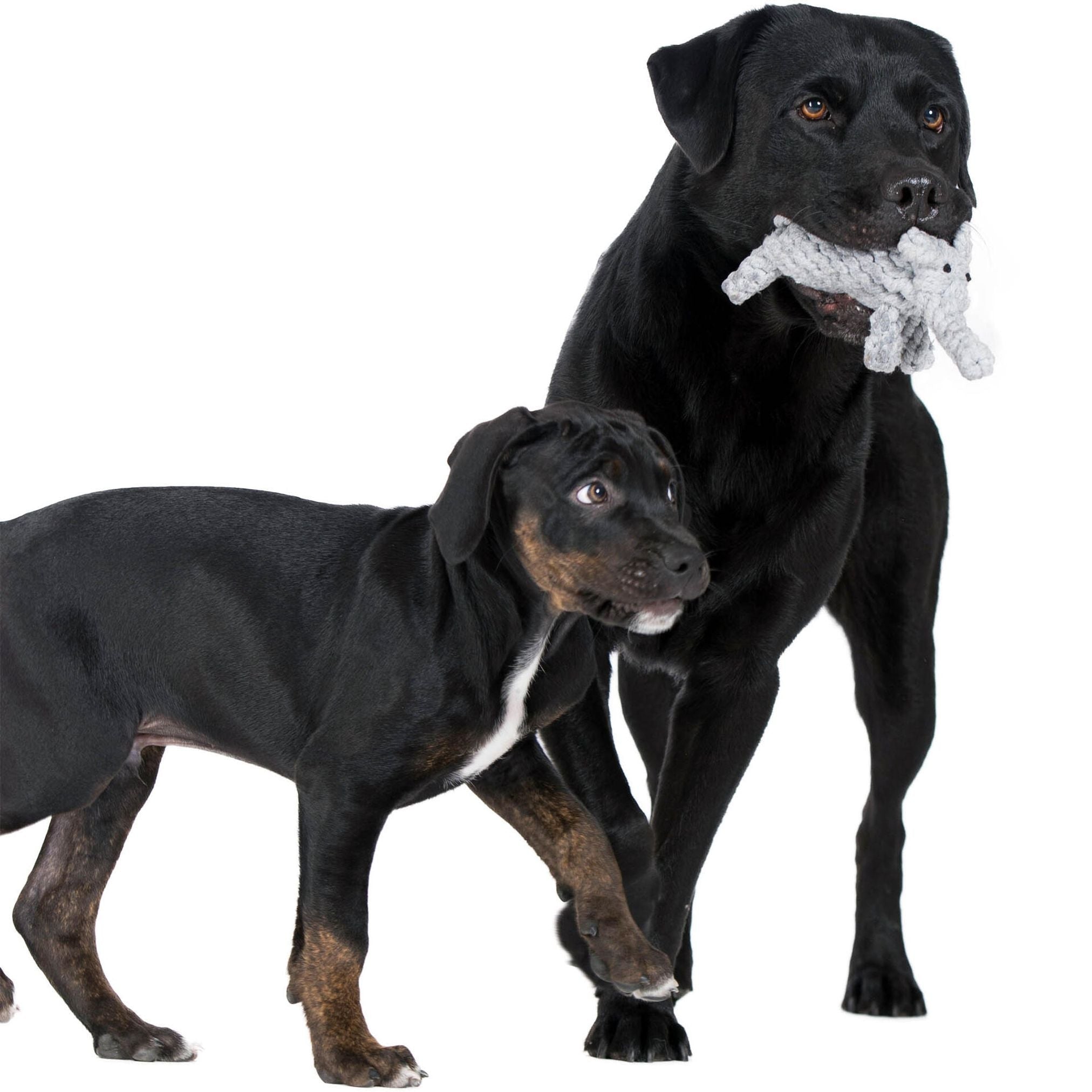 Zwei schwarze Hunde, einer mit Spielzeug im Maul, auf weißem Hintergrund.