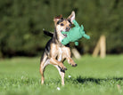 Hund spielt mit grünem Spielzeug im Freien, fröhlicher Hund, Haustier im Park, Sommeraktivität.