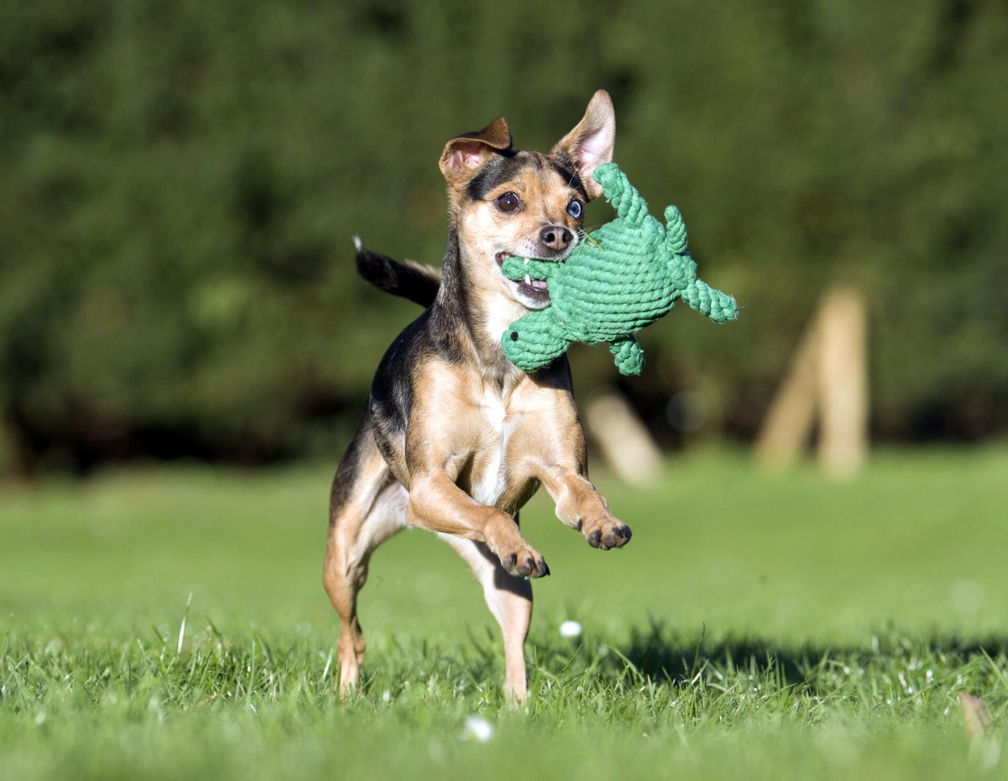 Hund spielt mit grünem Spielzeug im Freien, fröhlicher Hund, Haustier im Park, Sommeraktivität.