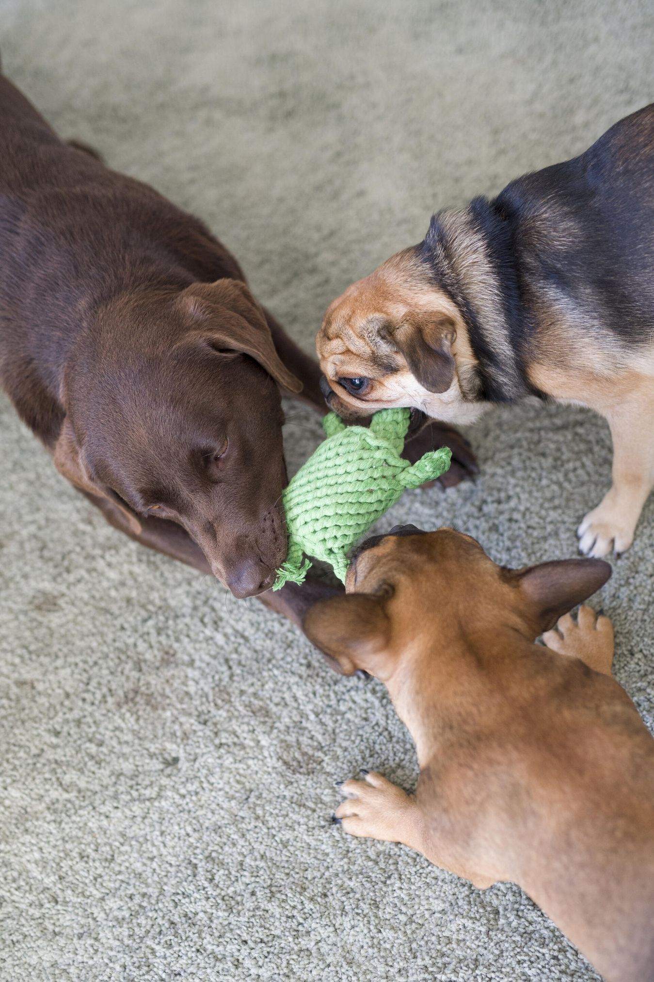 Drei Hunde spielen mit grünem Stoffspielzeug auf Teppich, braun und beige Fell, Haustierbedarf.