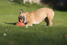 Französische Bulldogge spielt mit rotem Hundespielzeug auf grünem Rasen im Freien.
