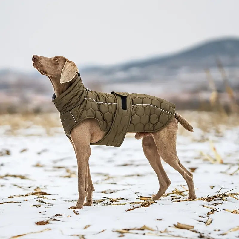 Hund im Wintermantel auf schneebedecktem Feld, Weimaraner, Outdoor-Hundebekleidung, warm, stilvoll, funktional, Wintermode für Hunde.