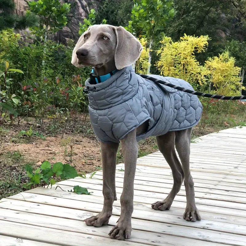 Weimaraner-Hund in grauer Winterjacke auf Holzweg im Wald. Stilvolle Hundebekleidung, Outdoor, Haustiermode, Herbstspaziergang.