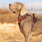 Hund mit rotem Geschirr im Freien, Weimaraner, Hundegeschirr, Outdoor-Hundezubehör.