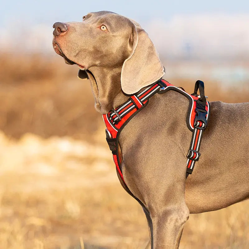 Hund mit rotem Geschirr im Freien, Weimaraner, Hundegeschirr, Outdoor-Hundezubehör.