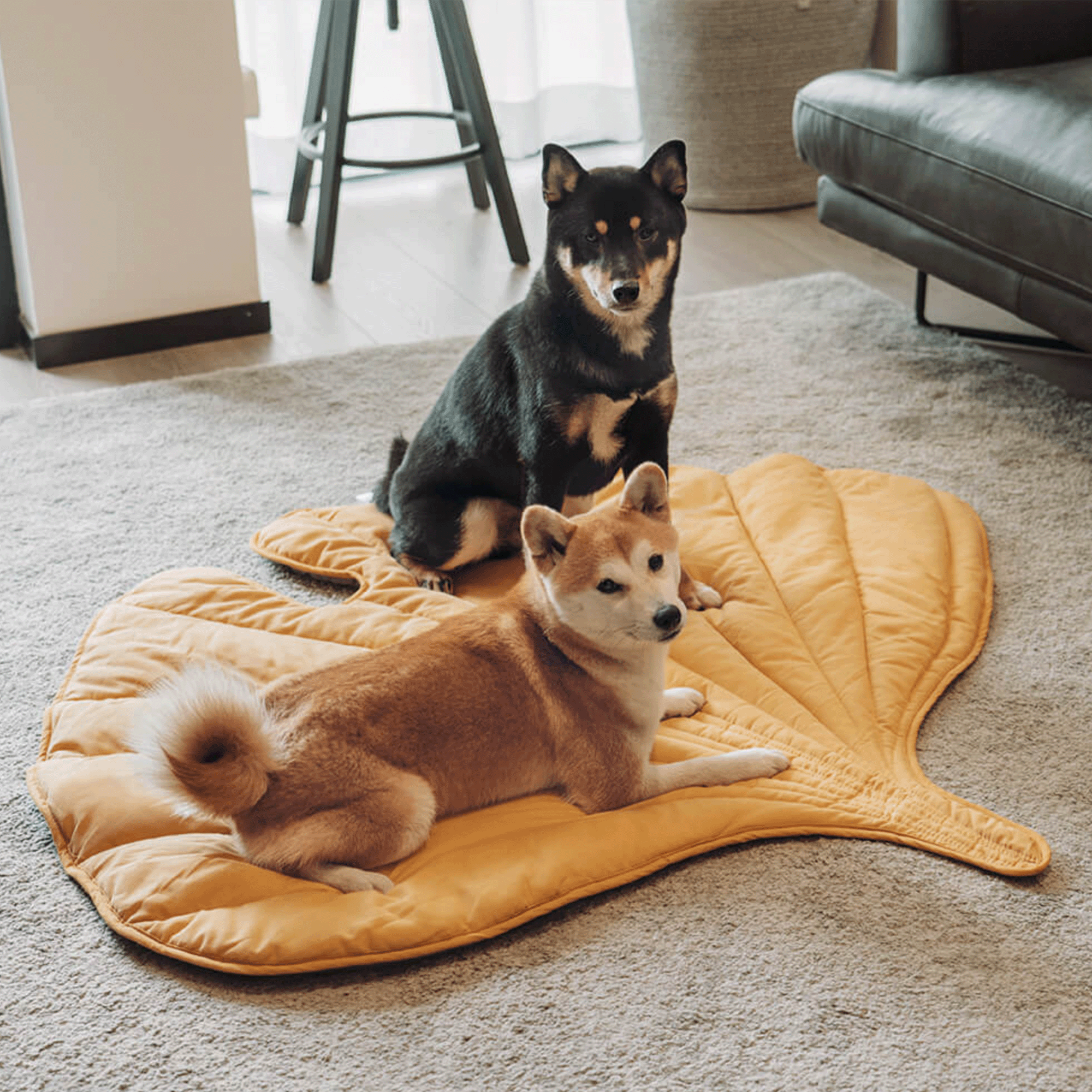 Zwei Hunde auf gelber Blatt-Haustiermatte im Wohnzimmer, gemütlich, stilvoll, Heimdekoration.