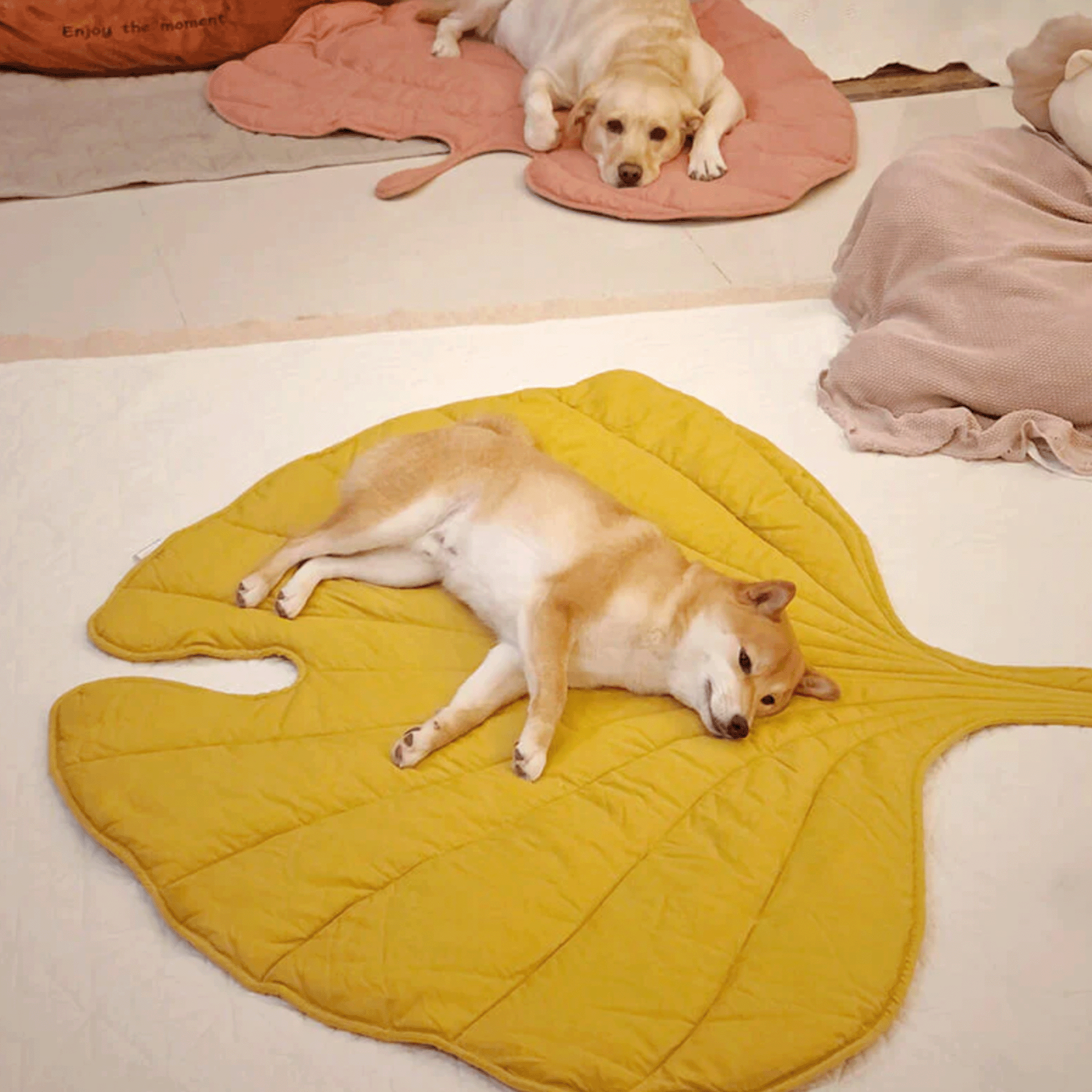 Hund auf gelber Blatt-Hundematte, gemütlich liegend, weiches Material, Haustierbett, Wohnzimmer.