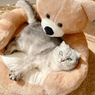 Graues Kätzchen in abnehmbarem, plüschigem Bären-Katzenbett, gemütlich und weich.