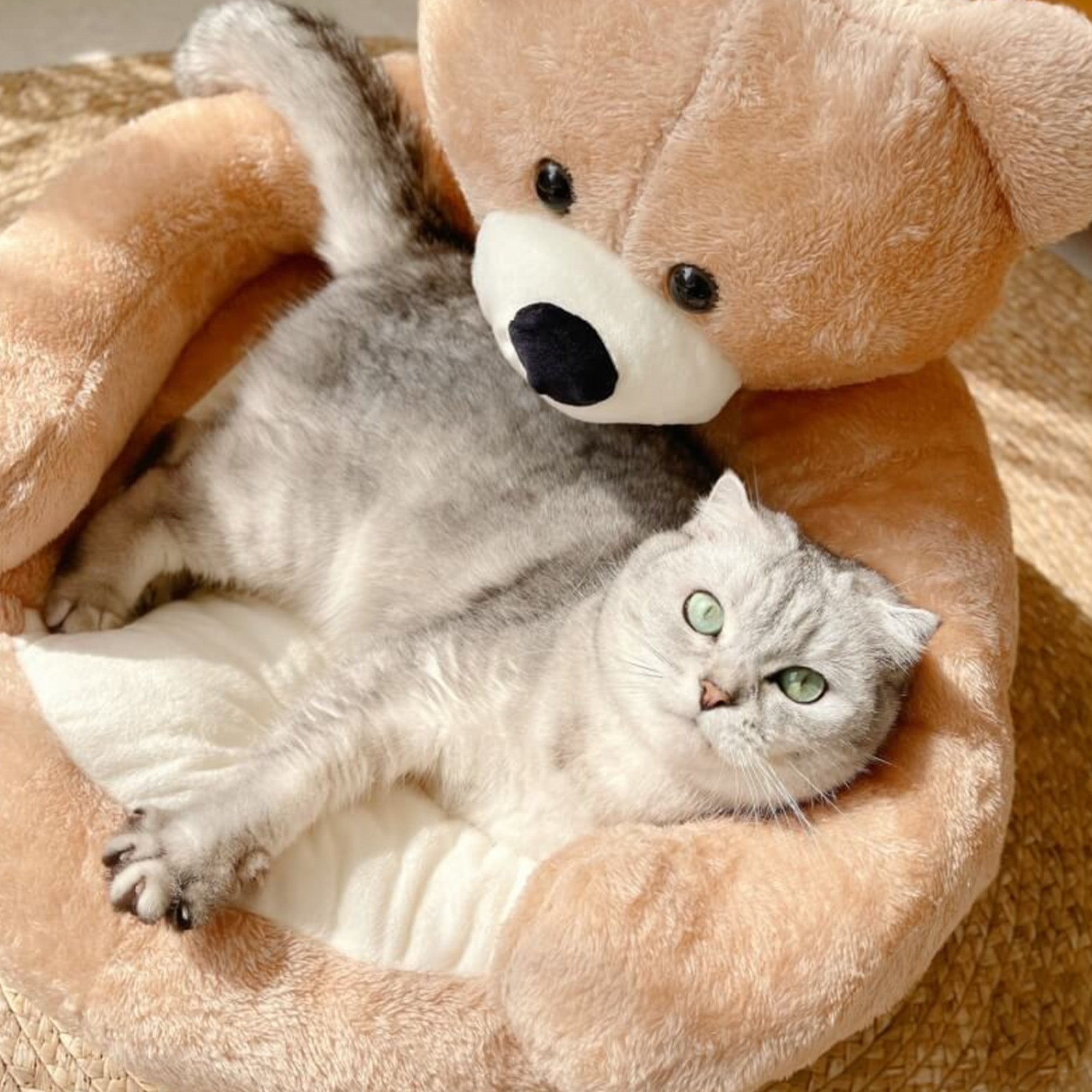 Graues Kätzchen in abnehmbarem, plüschigem Bären-Katzenbett, gemütlich und weich.