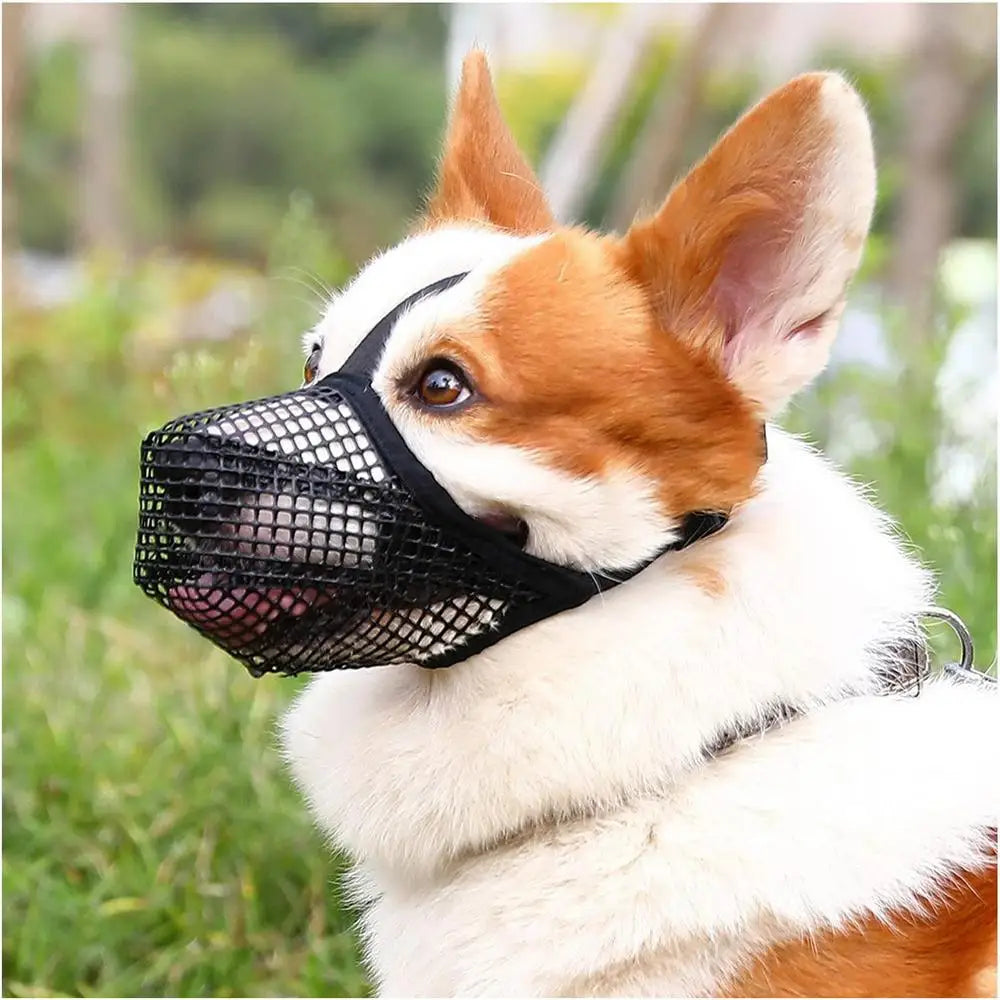 Corgi mit Maulkorb im Freien, ideal für Hundetraining und Sicherheit. Hochwertiger, atmungsaktiver Maulkorb für kleine bis mittelgroße Hunde.