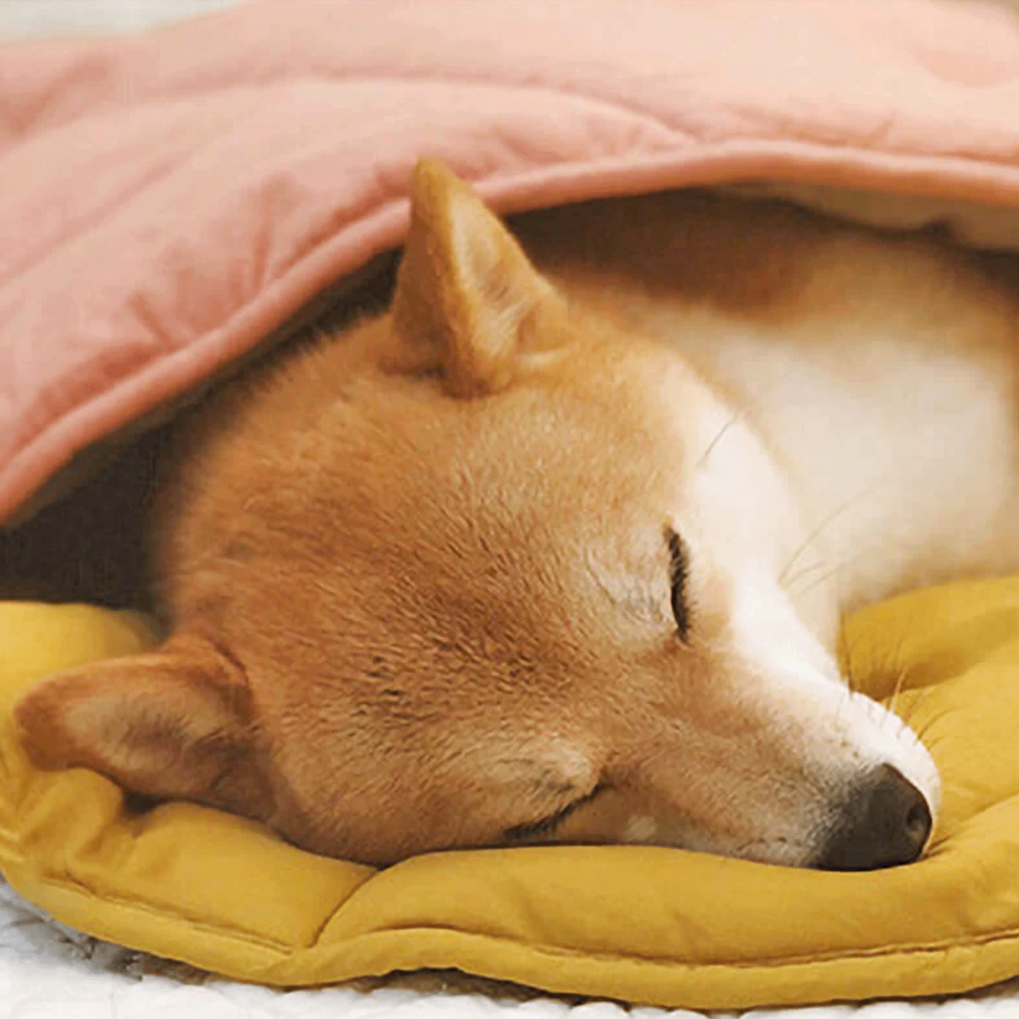 Schlafender Hund auf gelber Decke unter rosa Decke, gemütliches Haustierbett, Shiba Inu.