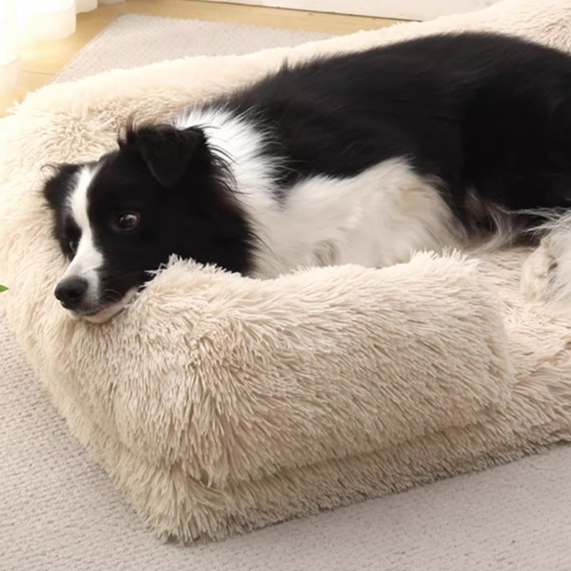 Schwarzer Hund auf beigem, flauschigem Hundebett für tiefen Schlaf, quadratisch, Plüsch.