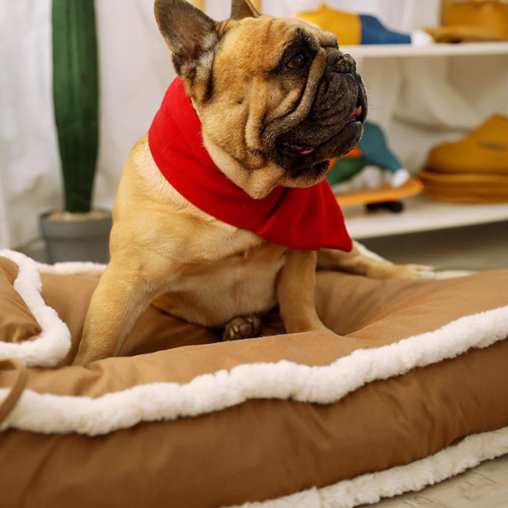 Französische Bulldogge auf braunem Kunstleder-Hundebett mit rotem Schal, gemütlich und stilvoll.