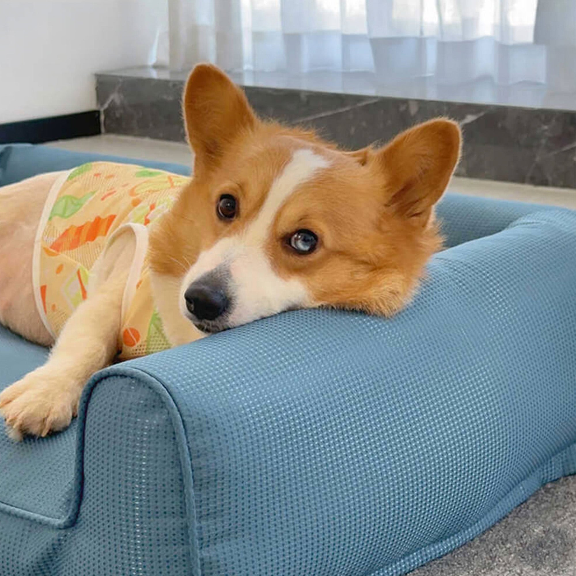 Corgi auf blauem, wasserdichtem, abnehmbarem, rutschfestem orthopädischem Hundesofa aus Oxford-Stoff.